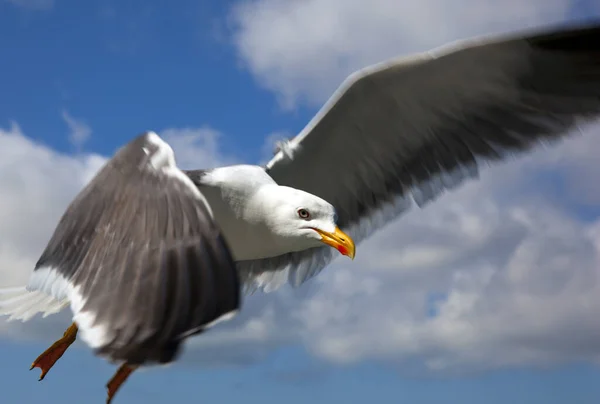 Mås Med Blå Himmel — Stockfoto