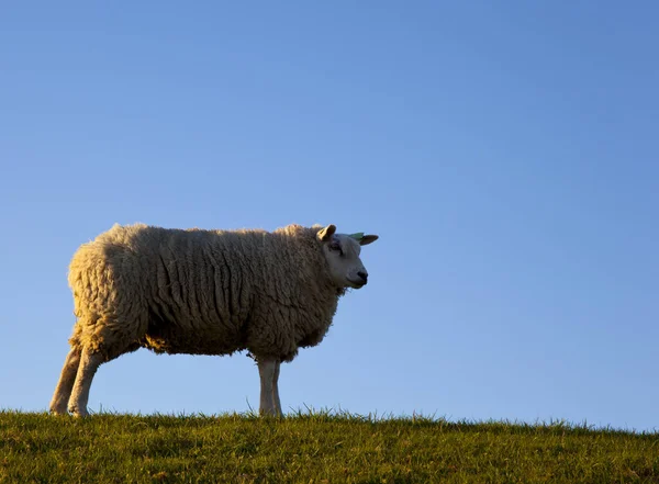 Schafe Abendlicht Auf Texel Den Niederlanden — Stockfoto