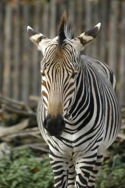 Schwarz Weißes Zebratier — Stockfoto