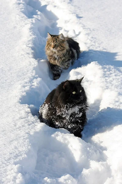 Paar Poedersneeuw — Stockfoto