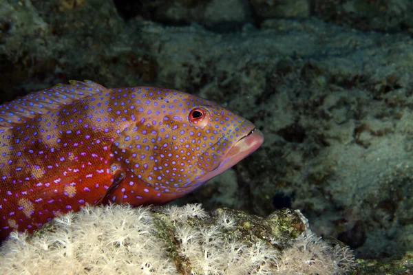 Kızıl Deniz Coralgrouper — Stok fotoğraf
