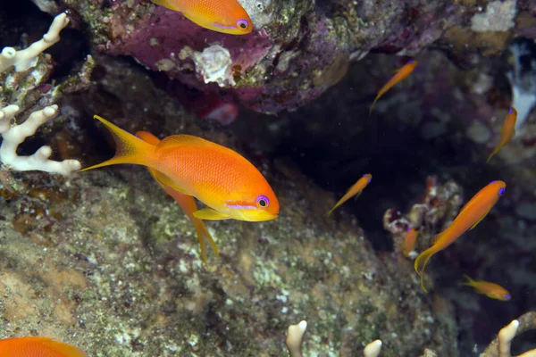 Oman Anthias Roten Meer — Stockfoto