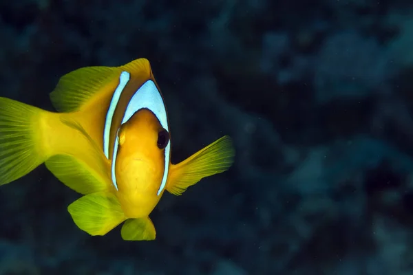 Anemonefish Στην Ερυθρά Θάλασσα — Φωτογραφία Αρχείου