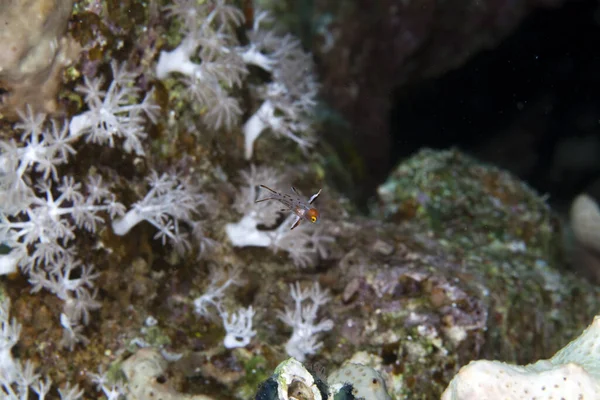 Kleiner Lippfisch Roten Meer — Stockfoto