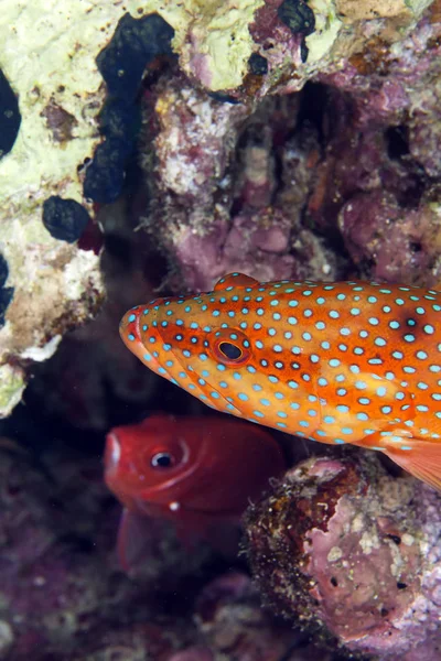 Коралловые Рифы Красном Море — стоковое фото