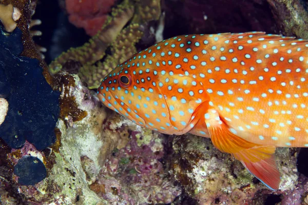 Corallo Posteriore Nel Mar Rosso — Foto Stock