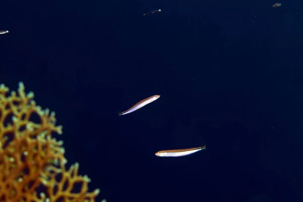 Blaublütiger Fangblenny Roten Meer — Stockfoto
