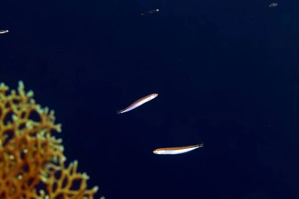 Bluestrped Fangblenny Mar Vermelho — Fotografia de Stock