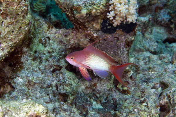 Anthias Lyretail Nel Mar Rosso — Foto Stock