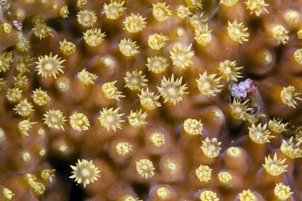 Фрагмент Купольного Коралу Червоному Морі — стокове фото