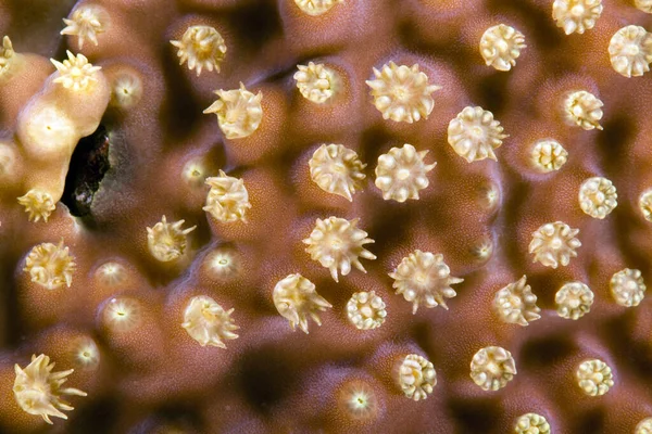 Detail Dome Coral Red Sea — Stock Photo, Image