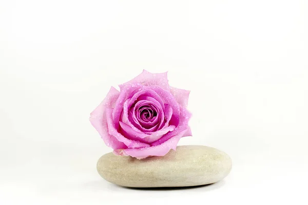 Pebble Covered Rose — Stock Photo, Image