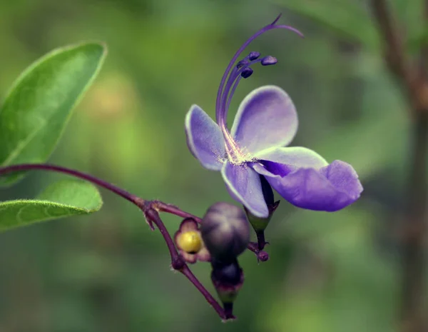 クレロデンドラム ウガンテ青い花 — ストック写真