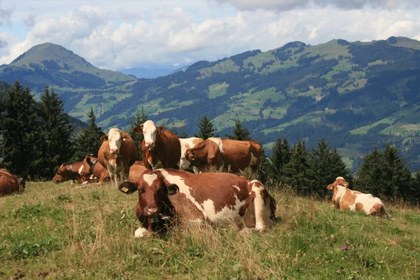 Krávy Přírodní Krajině Selektivní Zaměření — Stock fotografie