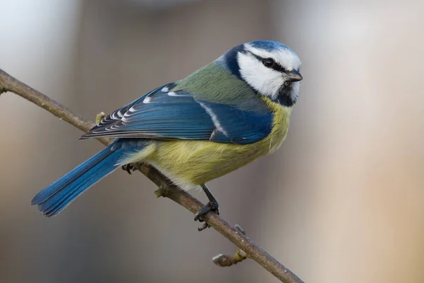 Scenic View Beautiful Blue Tit Nature — 图库照片