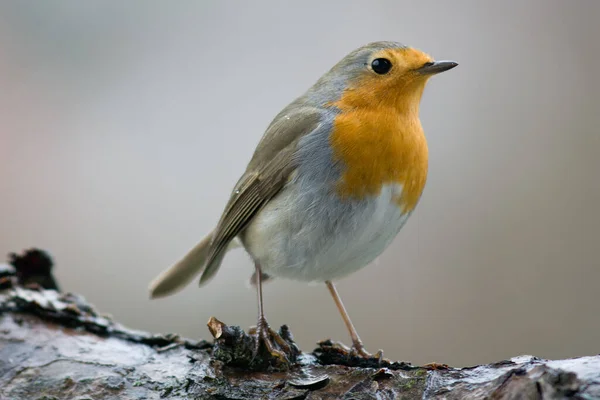 Doğadaki Güzel Robin Bird Manzarası — Stok fotoğraf