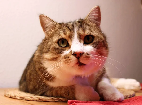 Retrato Lindo Gato —  Fotos de Stock