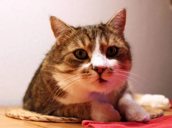 Retrato Lindo Gato —  Fotos de Stock