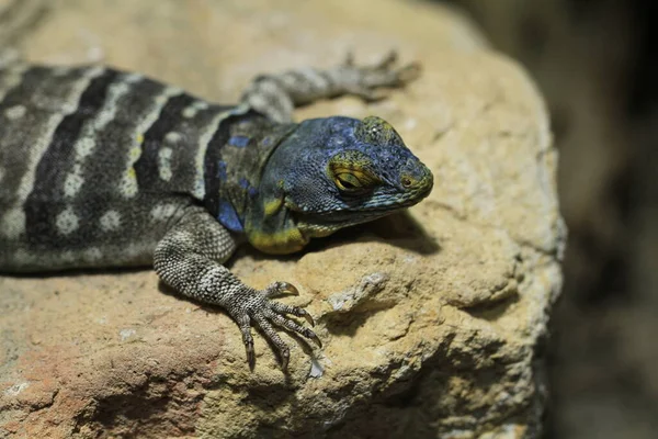 Iguane Sauvage Reptilien Animal — Photo