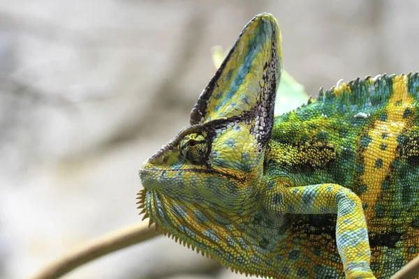 Egzotyczny Gad Jaszczurczy Kameleon — Zdjęcie stockowe