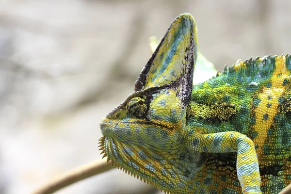 Animal Camaleón Reptil Lagarto Tropical — Foto de Stock