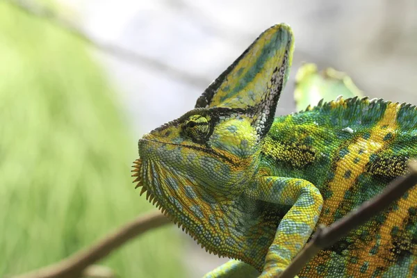 Egzotyczny Gad Jaszczurczy Kameleon — Zdjęcie stockowe