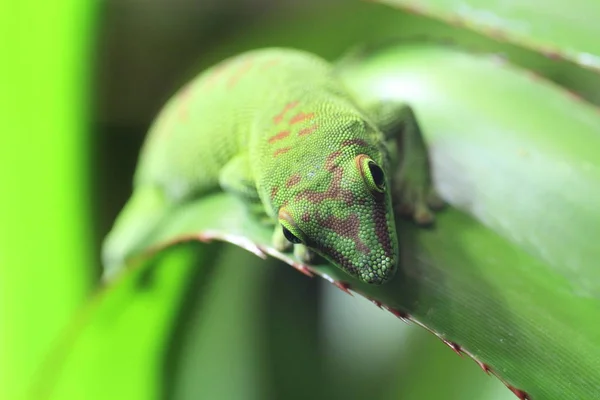 Exotische Wildechse Reptilientier — Stockfoto