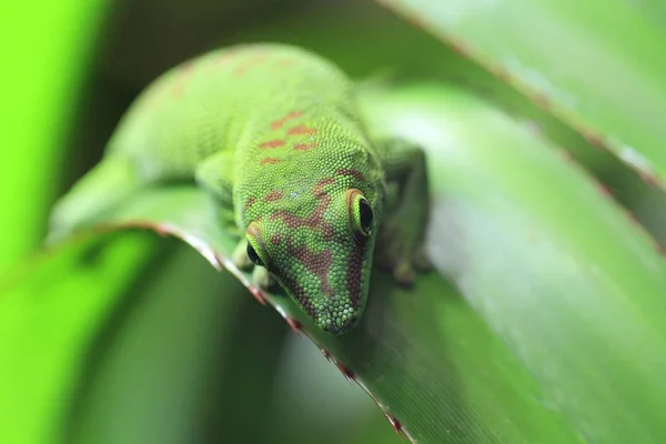 Lagarto Réptil Gecko Animal Tropical — Fotografia de Stock