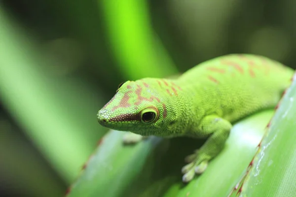 Lagarto Réptil Gecko Animal Tropical — Fotografia de Stock