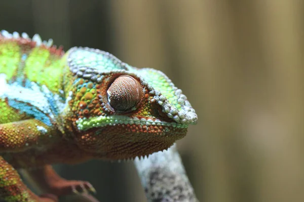 Chameleonské Zvíře Tropická Ještěrka — Stock fotografie