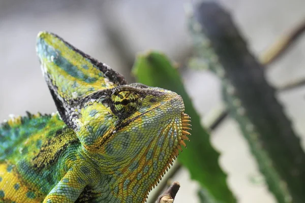 Egzotyczny Gad Jaszczurczy Kameleon — Zdjęcie stockowe