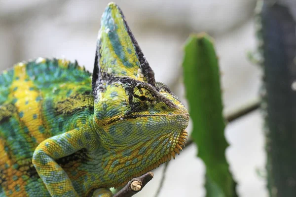 Exotic Lizard Reptile Chameleon — Stock Photo, Image