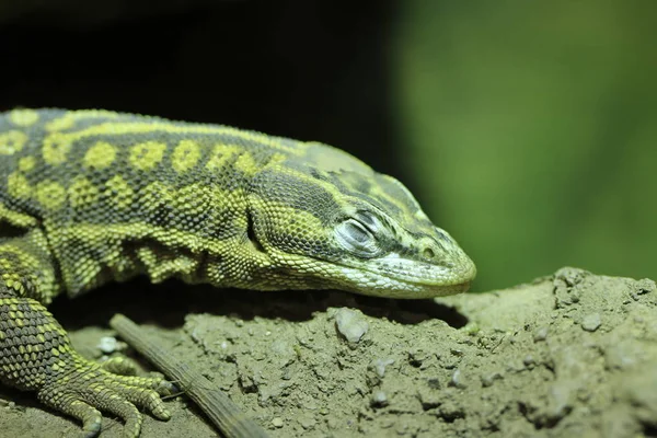 Animal Exótico Lagarto Reptiliano —  Fotos de Stock