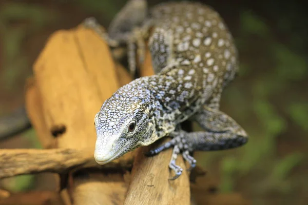 Blaugefleckter Moniteur Arbre Gros Plan — Photo