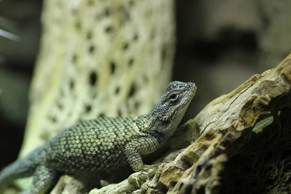 Lézard Épineux Gros Plan — Photo