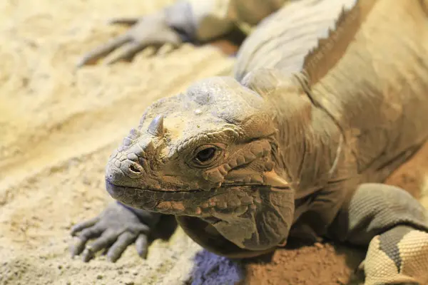 Fauna Selvatica Animale Lucertola Animale Iguana Rettile — Foto Stock