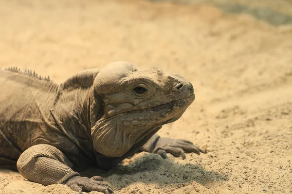 Wild Dier Hagedis Dier Leguaan Reptiel — Stockfoto