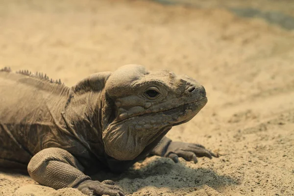 Lucertola Esotica Animale Iguana Rettile — Foto Stock