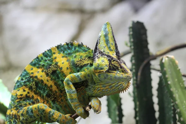 Exotisk Ödlereptil Kameleont — Stockfoto