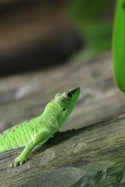 Геко Рептилія Ящірка Тропічна Тварина — стокове фото