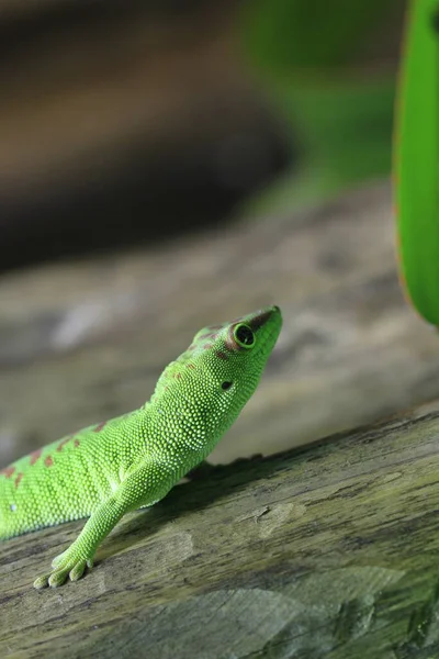 Gecko Reptilienechse Tropisches Tier — Stockfoto