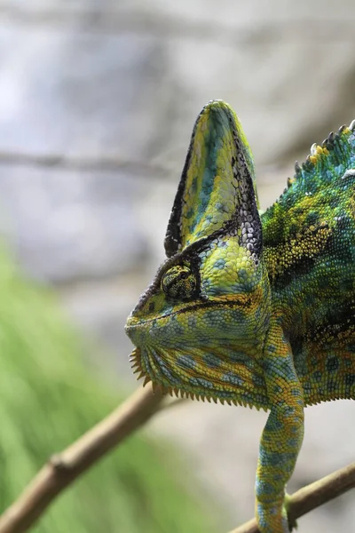 Exotický Ještěří Had Chameleon — Stock fotografie