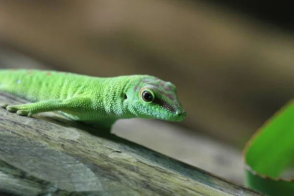 Σαύρα Ερπετών Gecko Τροπικό Ζώο — Φωτογραφία Αρχείου