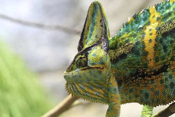 Exotic Lizard Reptile Chameleon — Stock Photo, Image