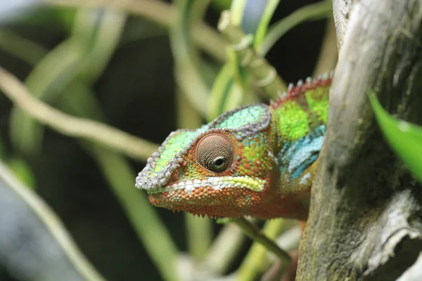 Réptil Lagarto Exótico Camaleão — Fotografia de Stock