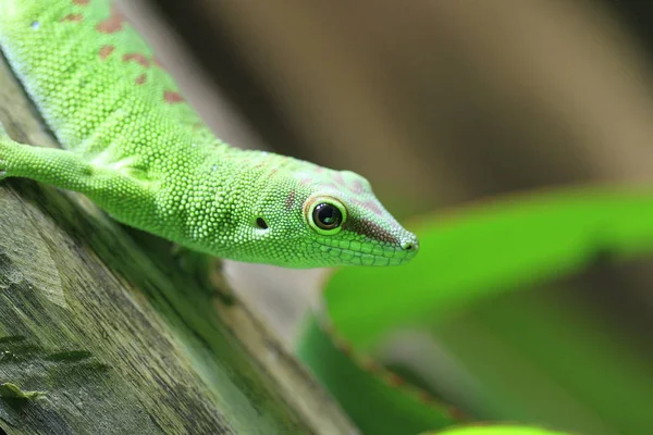 Gecko Reptilienechse Tropisches Tier — Stockfoto