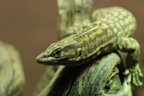 Экзотические Животные Ящерицы Рептилии — стоковое фото