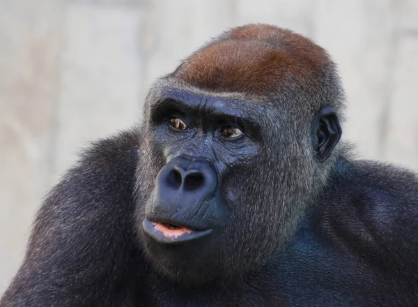 Porträtt Gorilla — Stockfoto