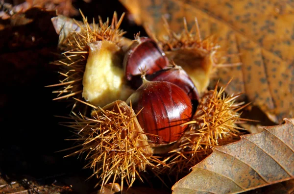 Bel Colpo Botanico Carta Parati Naturale — Foto Stock