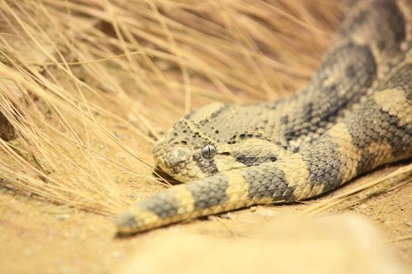 Serpent Puff Adder Reptiles — Photo